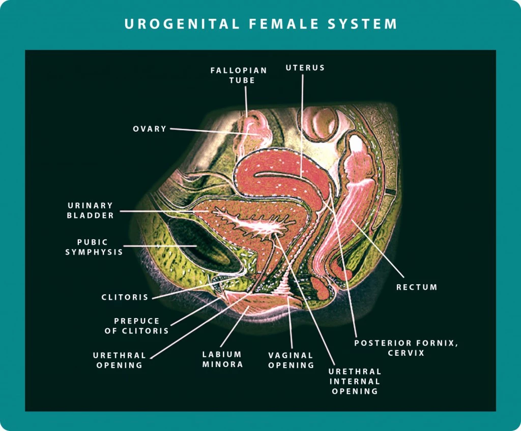 Female Urogenital System | Georgiadis Urology